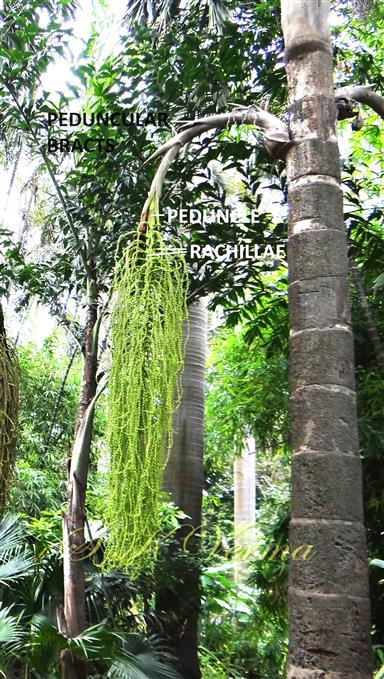  Inflorescence